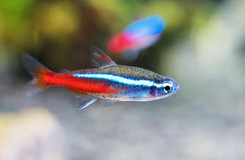 6 Neon Tetra (Paracheirodon innesi) Freshwater Aquarium Fish Live (Approx. Size 1.5 cm) (1-2cm, 6, Count) in Kuwait