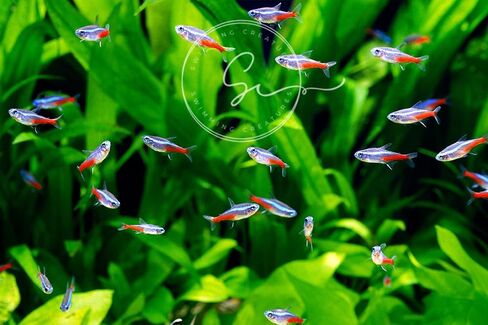 6 Neon Tetra (Paracheirodon innesi) Freshwater Aquarium Fish Live (Approx. Size 1.5 cm) (1-2cm, 6, Count) in Kuwait
