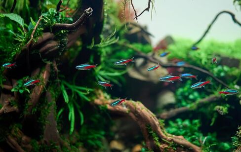 6 Neon Tetra (Paracheirodon innesi) Freshwater Aquarium Fish Live (Approx. Size 1.5 cm) (1-2cm, 6, Count) in Kuwait
