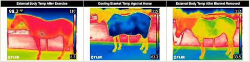 Weaver Equine CoolAid Equine Cooling Blanket in Kuwait