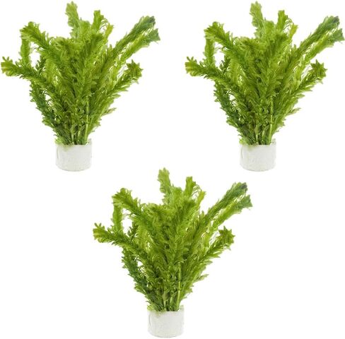 3-Pack Anacharis Egeria Densa Bundle - Live Aquarium Plants for Beginner Aquarists - Elodea Freshwater Live Aquatic Plant, Great for Beginners, Aquarium Plants in Kuwait