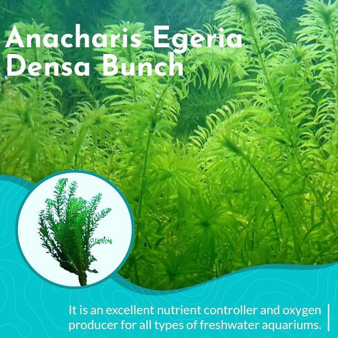3-Pack Anacharis Egeria Densa Bundle - Live Aquarium Plants for Beginner Aquarists - Elodea Freshwater Live Aquatic Plant, Great for Beginners, Aquarium Plants in Kuwait