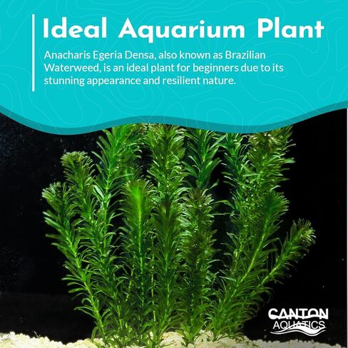 3-Pack Anacharis Egeria Densa Bundle - Live Aquarium Plants for Beginner Aquarists - Elodea Freshwater Live Aquatic Plant, Great for Beginners, Aquarium Plants in Kuwait