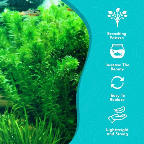 3-Pack Anacharis Egeria Densa Bundle - Live Aquarium Plants for Beginner Aquarists - Elodea Freshwater Live Aquatic Plant, Great for Beginners, Aquarium Plants in Kuwait