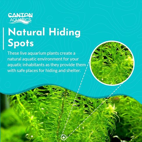 3-Pack Anacharis Egeria Densa Bundle - Live Aquarium Plants for Beginner Aquarists - Elodea Freshwater Live Aquatic Plant, Great for Beginners, Aquarium Plants in Kuwait