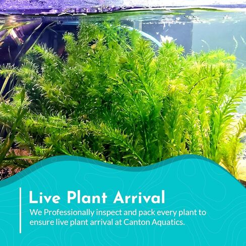 3-Pack Anacharis Egeria Densa Bundle - Live Aquarium Plants for Beginner Aquarists - Elodea Freshwater Live Aquatic Plant, Great for Beginners, Aquarium Plants in Kuwait