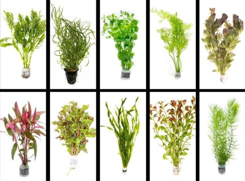 Live Freshwater Aquarium Plants 25+ Stems of - Grower's Choice Beginner Friendly in Kuwait
