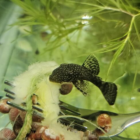 The Frog House Pleco 1-2 بوصة من أسماك حوض السمك ذات المياه العذبة ذات الشعيرات الخشنة Plecostomus in Kuwait