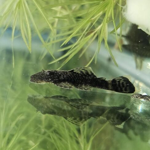 The Frog House Pleco 1-2 بوصة من أسماك حوض السمك ذات المياه العذبة ذات الشعيرات الخشنة Plecostomus in Kuwait