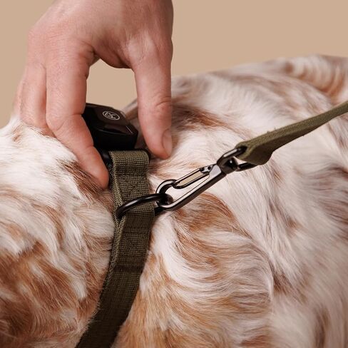 Scout Supply Co.طوق كلب عالي التحمل مع إبزيم مغناطيسي سريع التحرير، طوق كلب مزدوج الطبقات من النايلون قابل للتعديل للكلاب المتوسطة، (أخضر، متوسط: 14 بوصة إلى 18 بوصة) in Kuwait