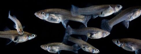 Live Freshwater Mosquito Fish for Pond or Aquarium, (Pack of 10) - Consume Mosquito Larvae in Kuwait