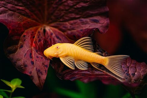 Swimming Creatures™ Pleco (Plecostomus) – Freshwater Aquarium Fish (Juveniles) (1 Albino PLECO (SHORTFIN)) in Kuwait