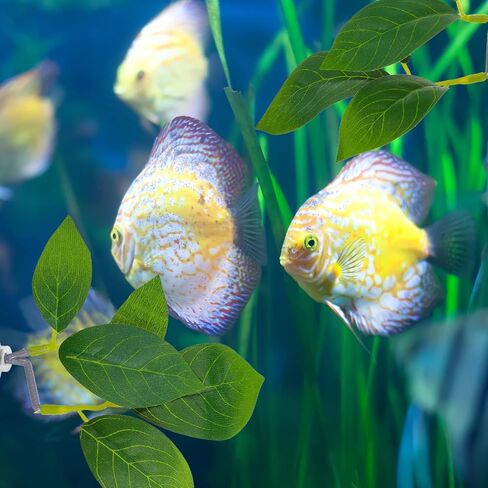 3 Pcs Betta Fish Leaf Pad, Betta Leaf Hammock Fish Tank Decorations Aquarium Decor Simulating The Natural Habitat for Sleeping Resting Hiding Playing Breeding with Plastic Suction Cup in Kuwait