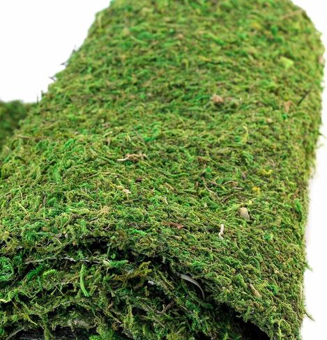 Galápagos (05094) CrashPad، بطانة Mossy Terrarium، طبيعية، 18 × 36 بوصة in Kuwait