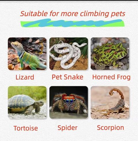 Reptile Hideout 2-Pack – Natural Wood-Look Resin Caves for Bearded Dragons, Tortoise, Snakes, Geckos & Lizards | Parent-Child Size Set (Large + Small) for Multi-Pet Terrariums in Kuwait