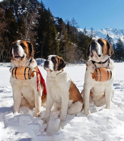 St Bernard Rescue Barrel Collar for Medium & Large Dogs, 500ml Mini Keg with Adjustable Hoops, Saint Bernard Whiskey Barrel Collar for Pet Accessories in Kuwait