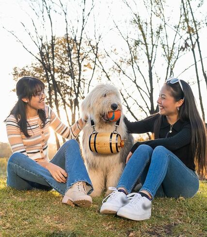 St Bernard Rescue Barrel Collar for Medium & Large Dogs, 500ml Mini Keg with Adjustable Hoops, Saint Bernard Whiskey Barrel Collar for Pet Accessories in Kuwait