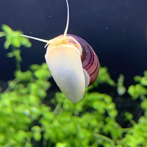 Shore Aquatic LLC Magenta Mystery Snails 3 Pack-Freshwater Snail tankmates Insulated Priority Shipping in Kuwait