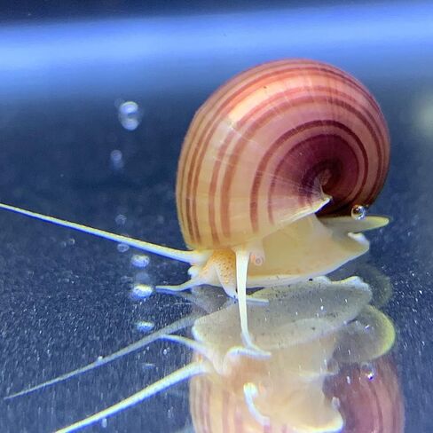 Shore Aquatic LLC Magenta Mystery Snails 3 Pack-Freshwater Snail tankmates Insulated Priority Shipping in Kuwait