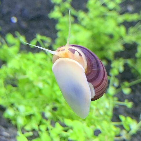 Shore Aquatic LLC Magenta Mystery Snails 3 Pack-Freshwater Snail tankmates Insulated Priority Shipping in Kuwait