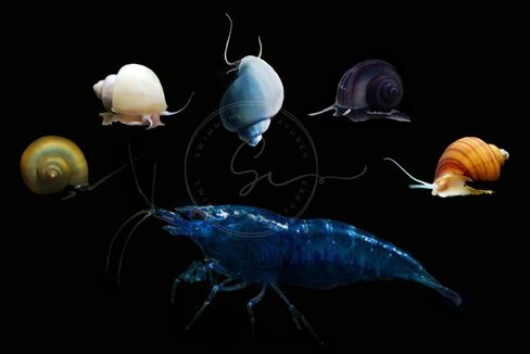 Swimming Creatures™ Neocaridina Shrimps with Assorted Mystery Snails, Freshwater Aquarium, Live (10 Premium Blue Dream + 3 Mystery Snail) in Kuwait
