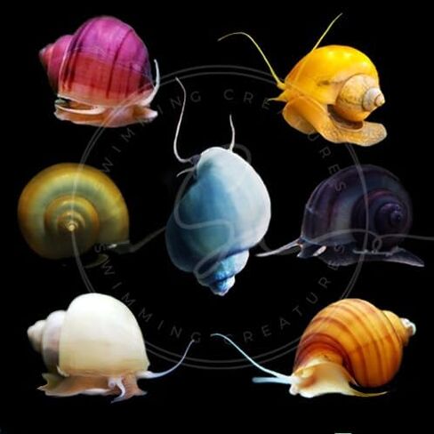 Swimming Creatures™ Neocaridina Shrimps with Assorted Mystery Snails, Freshwater Aquarium, Live (10 Premium Blue Dream + 3 Mystery Snail) in Kuwait
