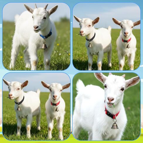 4 Pack Goat Collars with Bells, Sheep Grazing Copper Bells and Adjustable Nylon Collar Set, Loud Bronze Bell for Find Your Farm Animals Fast, Suitable for Small Farm Animal Sheep Goat Cow Accessories in Kuwait