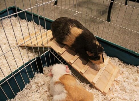 Wood Bridge for Small Animal Cage or Habitat - Guinea Pigs, Ferrets, Chinchillas, Hedgehog, Dwarf Rabbits and Other Small Animals in Kuwait
