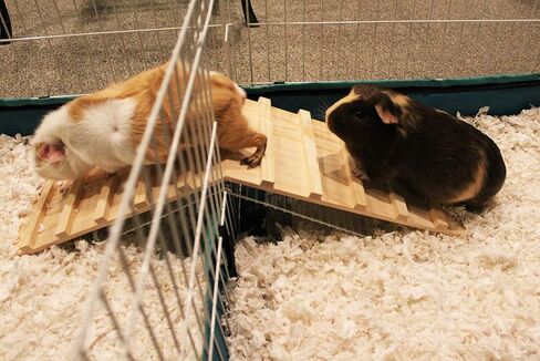 Wood Bridge for Small Animal Cage or Habitat - Guinea Pigs, Ferrets, Chinchillas, Hedgehog, Dwarf Rabbits and Other Small Animals in Kuwait