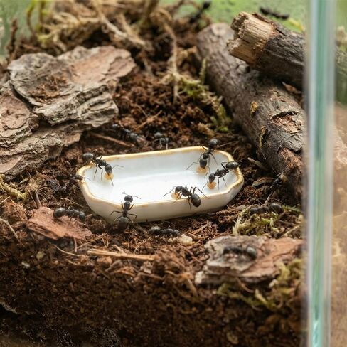 6 Pcs Ant Mini Feeding Dish Cricket Plastic Eating Basin for Ant Scorpion Cricket Snail Crab Manti Millipede Small Insects in Kuwait