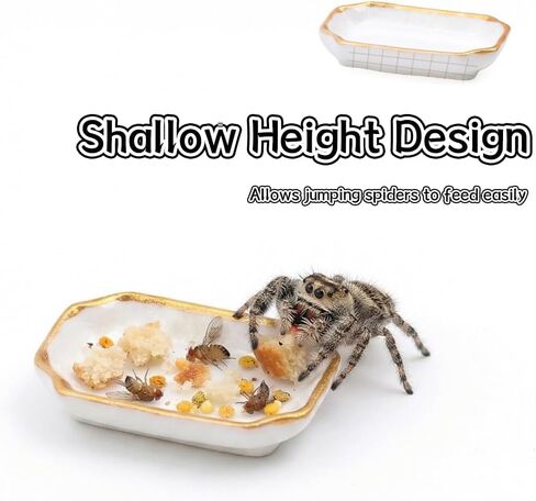 6 Pcs Ant Mini Feeding Dish Cricket Plastic Eating Basin for Ant Scorpion Cricket Snail Crab Manti Millipede Small Insects in Kuwait