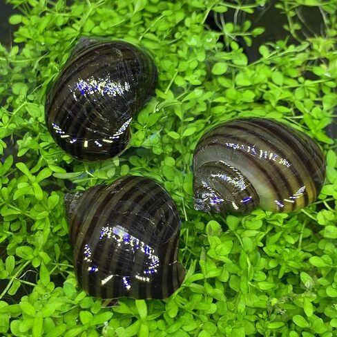 Generic 3 Black Mystery Snails (Pomacea Bridgesii) - Live Freshwater Snail - Plants in Kuwait
