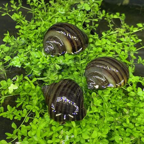 Generic 3 Black Mystery Snails (Pomacea Bridgesii) - Live Freshwater Snail - Plants in Kuwait
