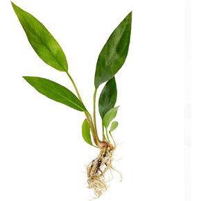 Anubias Frazeri - Live Aquarium Plant - Freshwater - Low Light in Kuwait