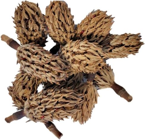 Magnolia Seed Pods, 12 Pack for Bioactive Enclosures, Terrariums, Aquariums, Reptiles, Amphibians, Isopods in Kuwait