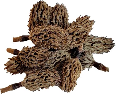 Magnolia Seed Pods, 12 Pack for Bioactive Enclosures, Terrariums, Aquariums, Reptiles, Amphibians, Isopods in Kuwait