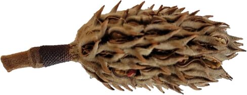 Magnolia Seed Pods, 12 Pack for Bioactive Enclosures, Terrariums, Aquariums, Reptiles, Amphibians, Isopods in Kuwait