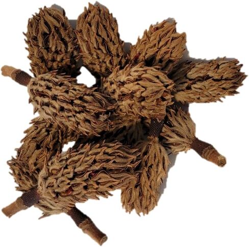 Magnolia Seed Pods, 12 Pack for Bioactive Enclosures, Terrariums, Aquariums, Reptiles, Amphibians, Isopods in Kuwait