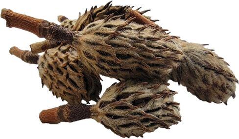 Magnolia Seed Pods, 12 Pack for Bioactive Enclosures, Terrariums, Aquariums, Reptiles, Amphibians, Isopods in Kuwait