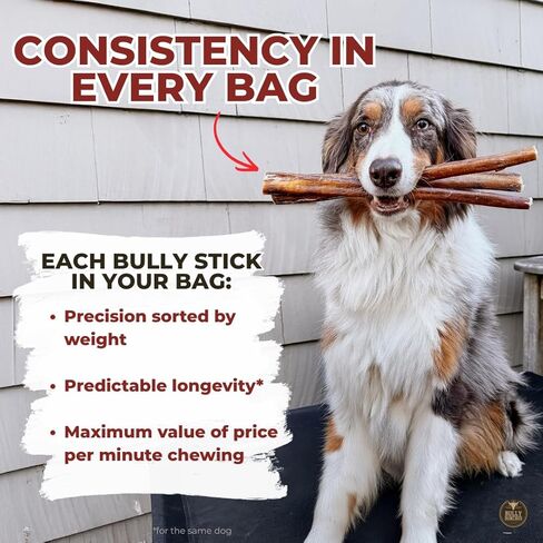Bully Bunches طبيعية بالكامل (قياسية 6 بوصات - 10 عبوات) عصي ​​الفتوة المضفرة - خالية من الروائح، خالية من الجلود الخام، خالية من المواد الكيميائية، آمنة، مضغ لحم البقر طويل الأمد للكلاب - علاج قابل للهضم بالكامل للكلاب الصغيرة والمتوسطة in Kuwait