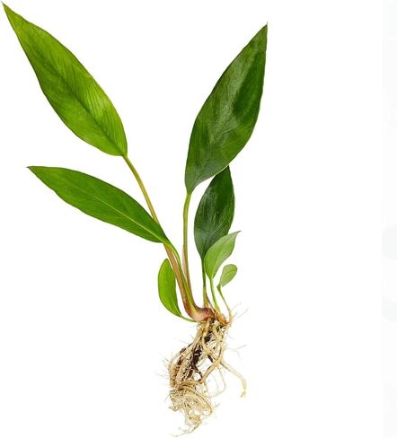 Anubias Frazeri - Live Aquarium Plant - Freshwater - Low Light in Kuwait