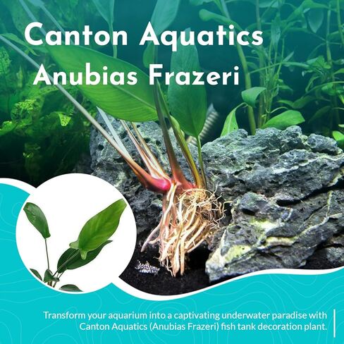 Anubias Frazeri - Live Aquarium Plant - Freshwater - Low Light in Kuwait