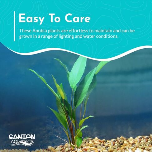 Anubias Frazeri - Live Aquarium Plant - Freshwater - Low Light in Kuwait