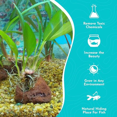 Anubias Frazeri - Live Aquarium Plant - Freshwater - Low Light in Kuwait