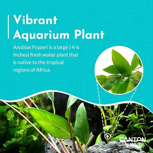 Anubias Frazeri - Live Aquarium Plant - Freshwater - Low Light in Kuwait