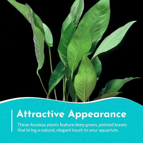 Anubias Frazeri - Live Aquarium Plant - Freshwater - Low Light in Kuwait