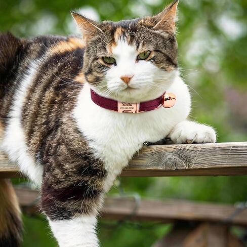 Personalized Non-Breakaway Cat Collar with Name, Luxury Soft Velvet Custom Engraved Name Collar with Bell for Kittens & Cats (Blue with Stars, S (6.5-10.5 inches)) in Kuwait