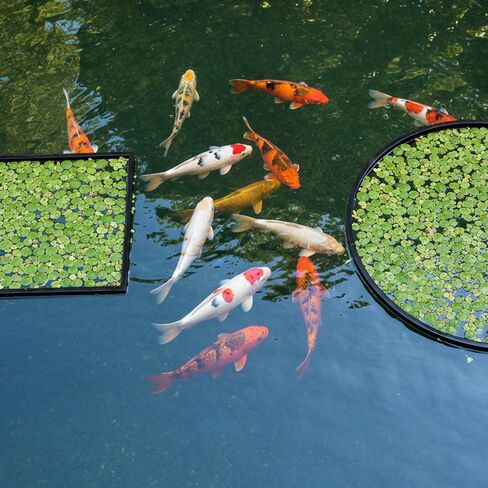 20 PCS Fish Feeding Ring, Aquarium Floating Plant Barrier Feeding Ring for Fish Tank Round Square Different Size Corral Foam Circle Fish-Tank Aquarium Accessories for Tank Keep Floating Plants in Kuwait