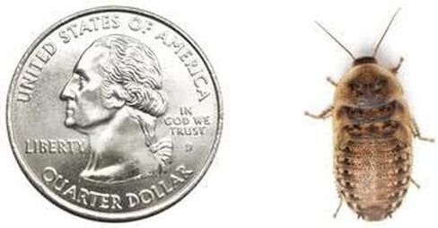 500 Medium 5/8 Inch Dubia Roaches Live, Ideal for Amphibians & Invertebrates, Nutritious & Easy to Keep Live Cockroaches, Perfect for Reptiles, Birds, Rodents, Fish, and More in Kuwait