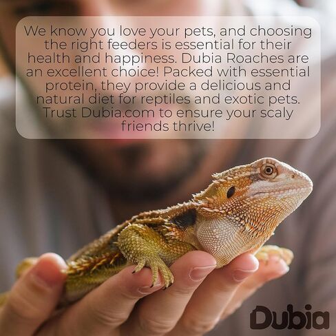 500 Medium 5/8 Inch Dubia Roaches Live, Ideal for Amphibians & Invertebrates, Nutritious & Easy to Keep Live Cockroaches, Perfect for Reptiles, Birds, Rodents, Fish, and More in Kuwait
